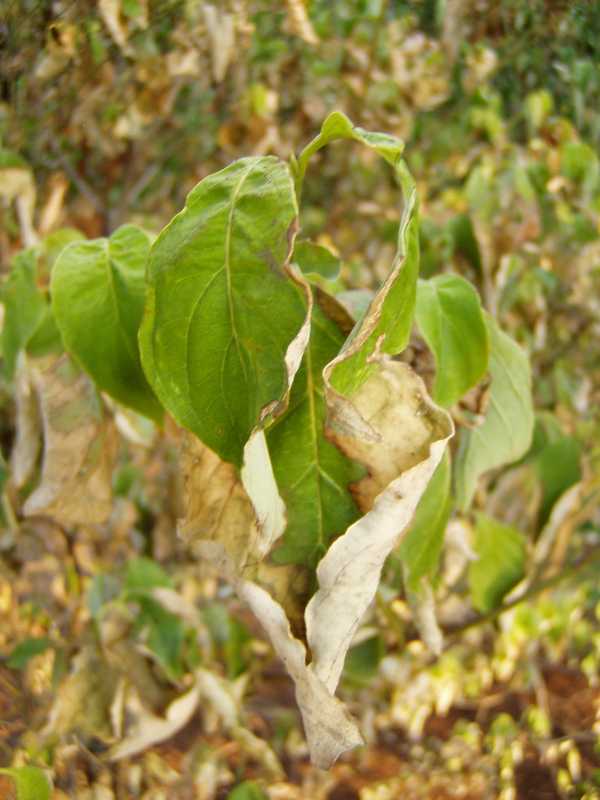 Drought And Water Stress